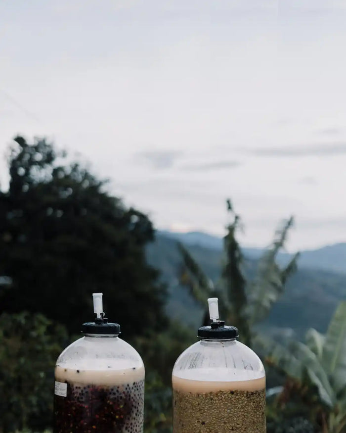 Two bottles with coffee fermenting on a blurred natural background