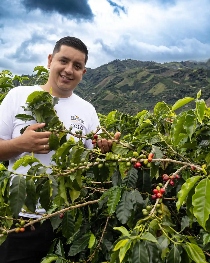 Man holding a branch of coffee beans with a scenic background