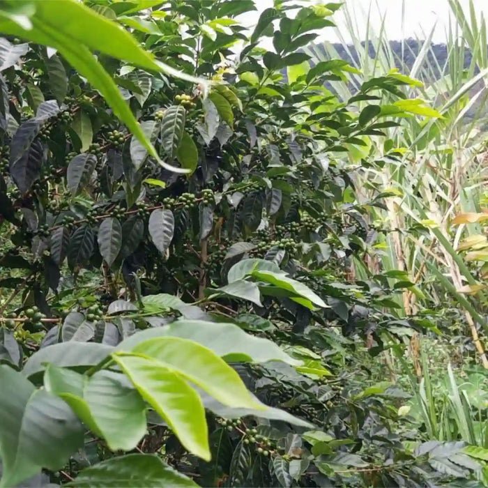 Coffee trees with green leaves and coffee berries in a natural setting