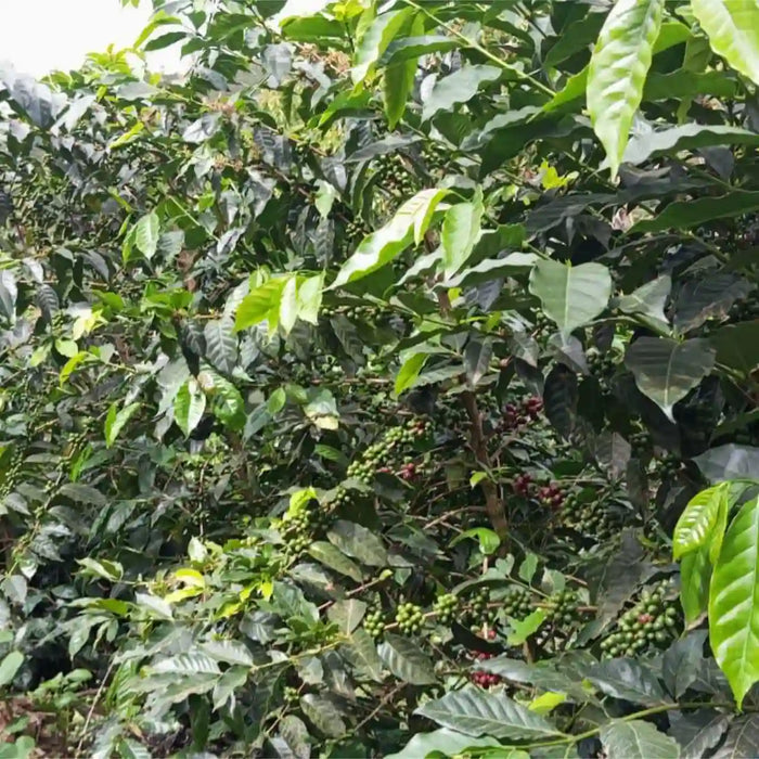 Coffee tree with green and red coffee beans surrounded by leaves