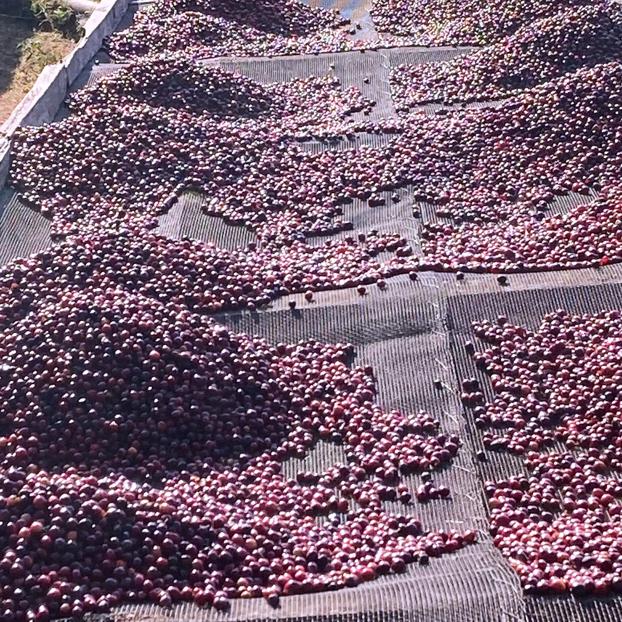 Ngila Estate SL28 - Tanzania