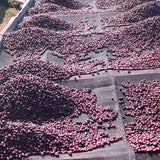 Ngila Estate SL28 - Tanzania