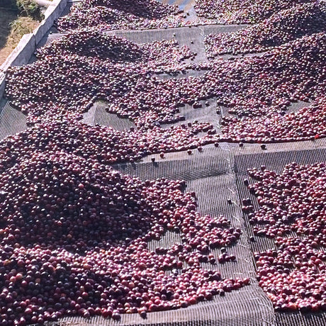 Ngila Estate SL28 - Tanzania