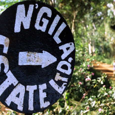 Ngila Estate SL28 - Tanzania