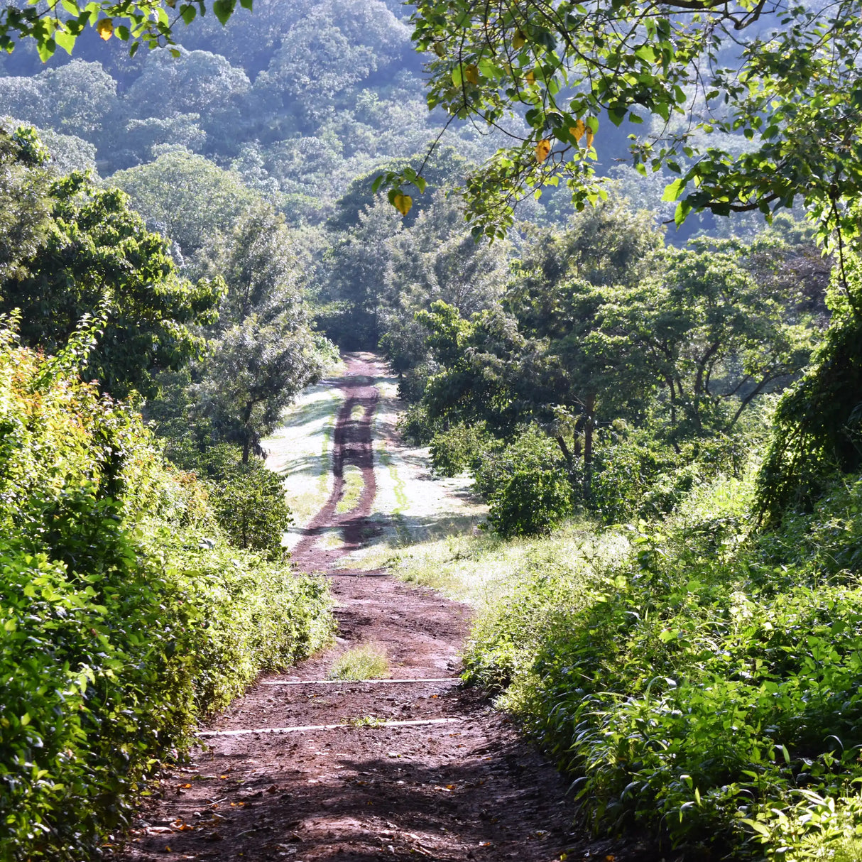 Ngila Estate SL28 - Tanzania