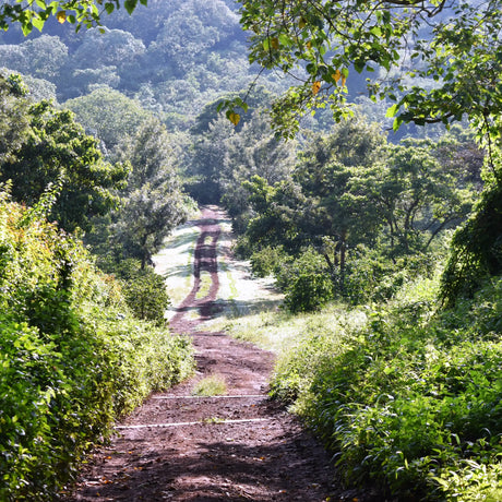 Ngila Estate SL28 - Tanzania