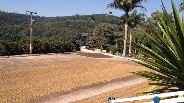 A wide outdoor view of a large tan paved or dried-bean spread on a hillside, with green hills, palm trees, and a blue sky in the background. A white fence is visible in the foreground, along with a large green plant in the right side of the frame.