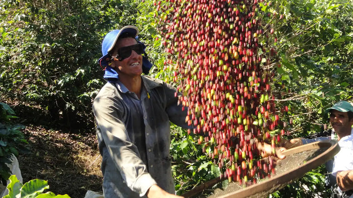A man wearing a blue sun hat and sunglasses stands outdoors in a farm setting, holding a large stream of red coffee cherries over a sieve while another person assists. Lush green coffee bushes fill the background.