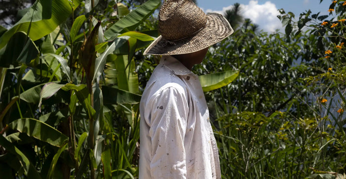 Person wearing a straw hat and white shirt standing in a lush green field