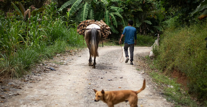 Man walking with a horse carrying goods on a dirt path in a lush green forest.