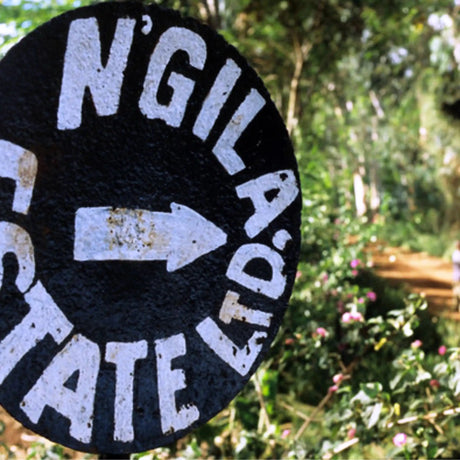 Ngila Estate Gesha - Tanzania - Artefact Coffee