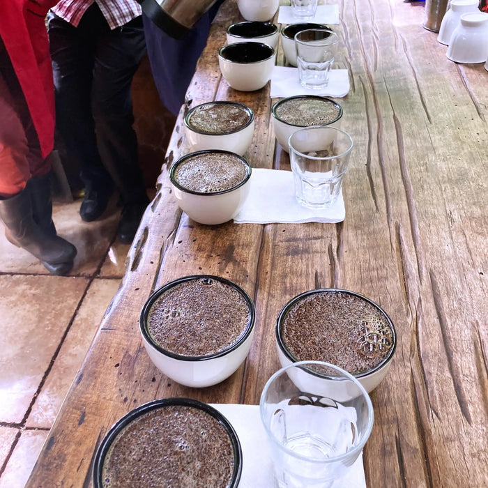Ngila Estate Gesha - Tanzania - Artefact Coffee